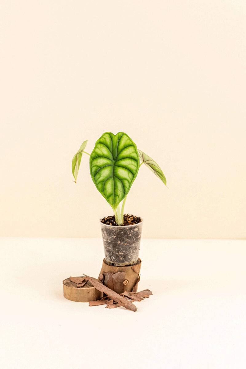 Alocasia baginda ‘Dragon Scale’ en pot de 6 cm vue de face