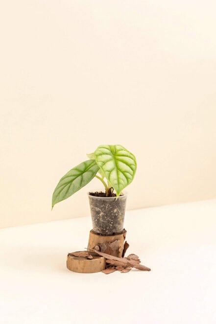 Alocasia baginda ‘Silver Dragon’ en pot de 6 cm vue de côté