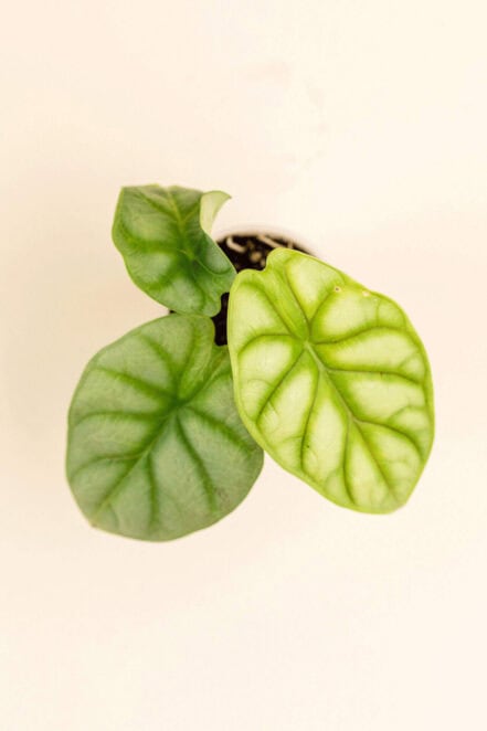 Détail de la feuille d’Alocasia baginda ‘Silver Dragon’ en pot de 6 cm