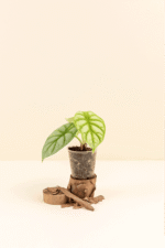 Alocasia agenda ‘Silver Dragon’ en pot de 6 cm vue de face