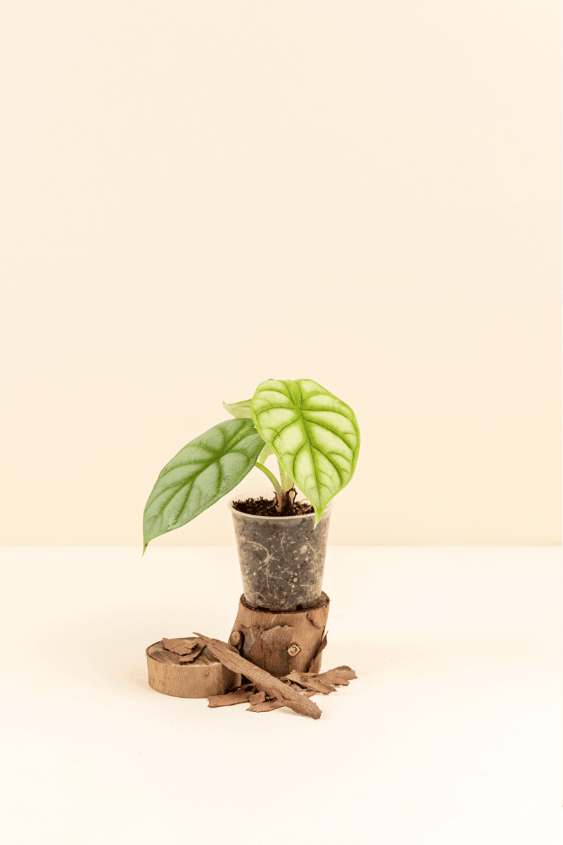 Alocasia agenda ‘Silver Dragon’ en pot de 6 cm vue de face