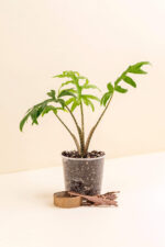 Alocasia brancifolia en pot de 9 cm vue de côté