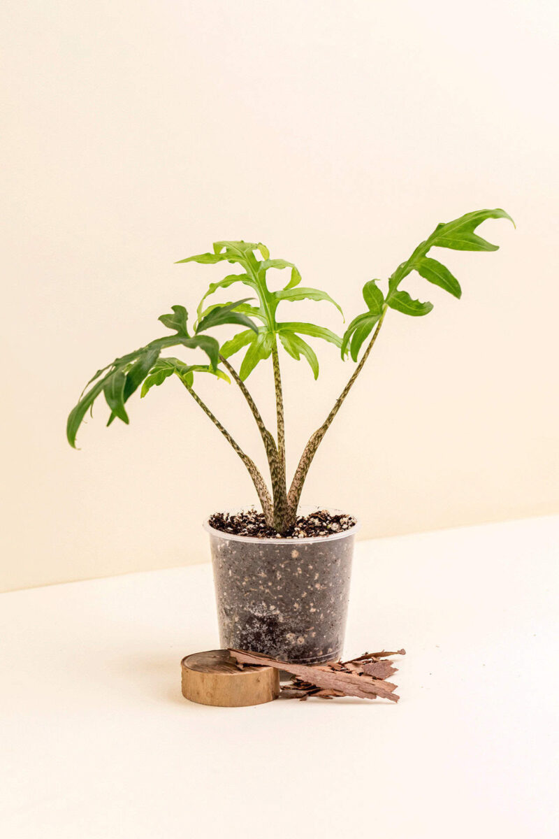 Alocasia brancifolia en pot de 9 cm vue de côté