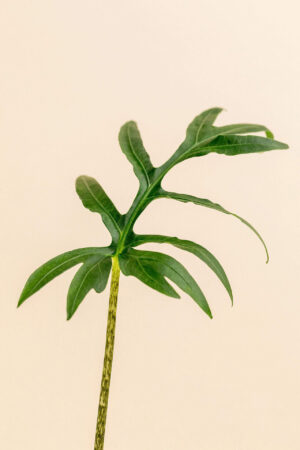 Détail de la feuille de l'Alocasia brancifolia en pot de 9 cm