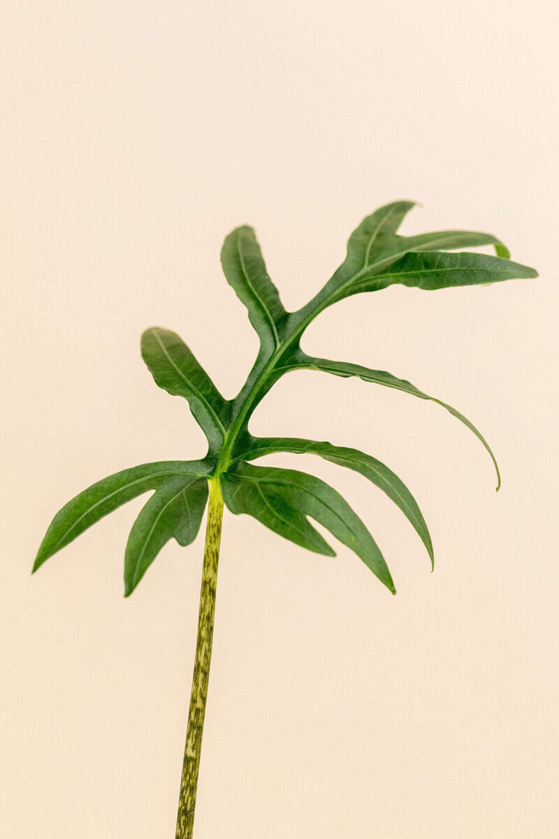 Détail de la feuille de l'Alocasia brancifolia en pot de 9 cm