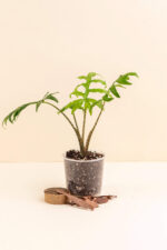 Alocasia brancifolia en pot de 9 cm vue de face