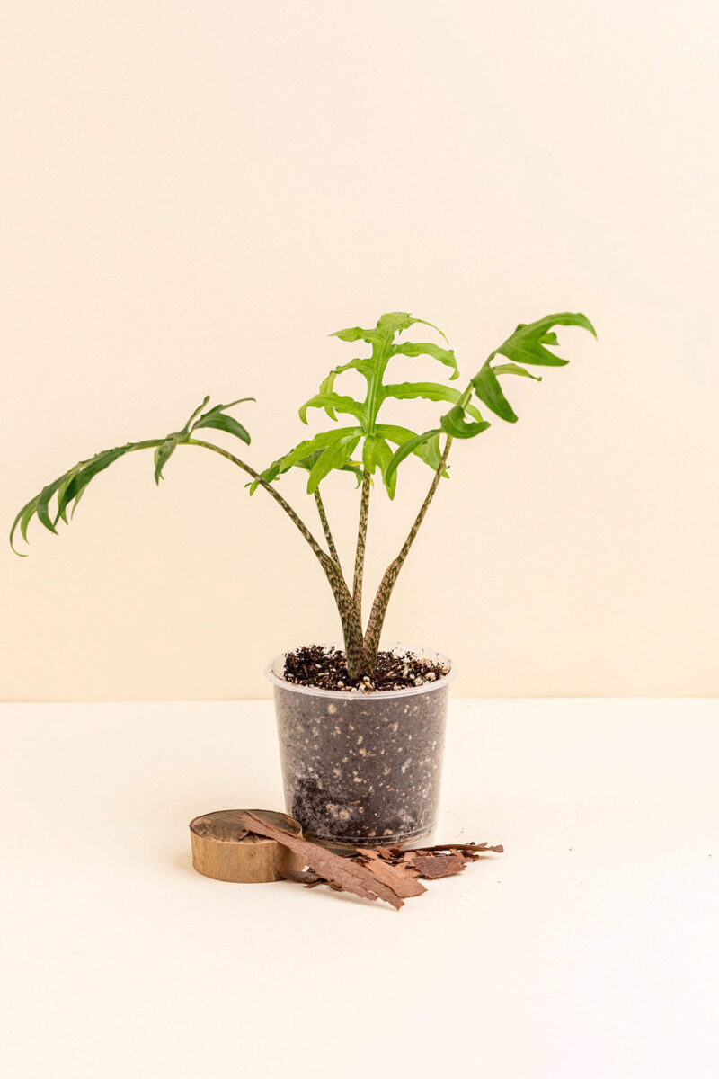 Alocasia brancifolia en pot de 9 cm vue de face