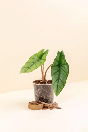 Alocasia heterophylla 'Metallic Blue' en pot de 9 cm vue de côté