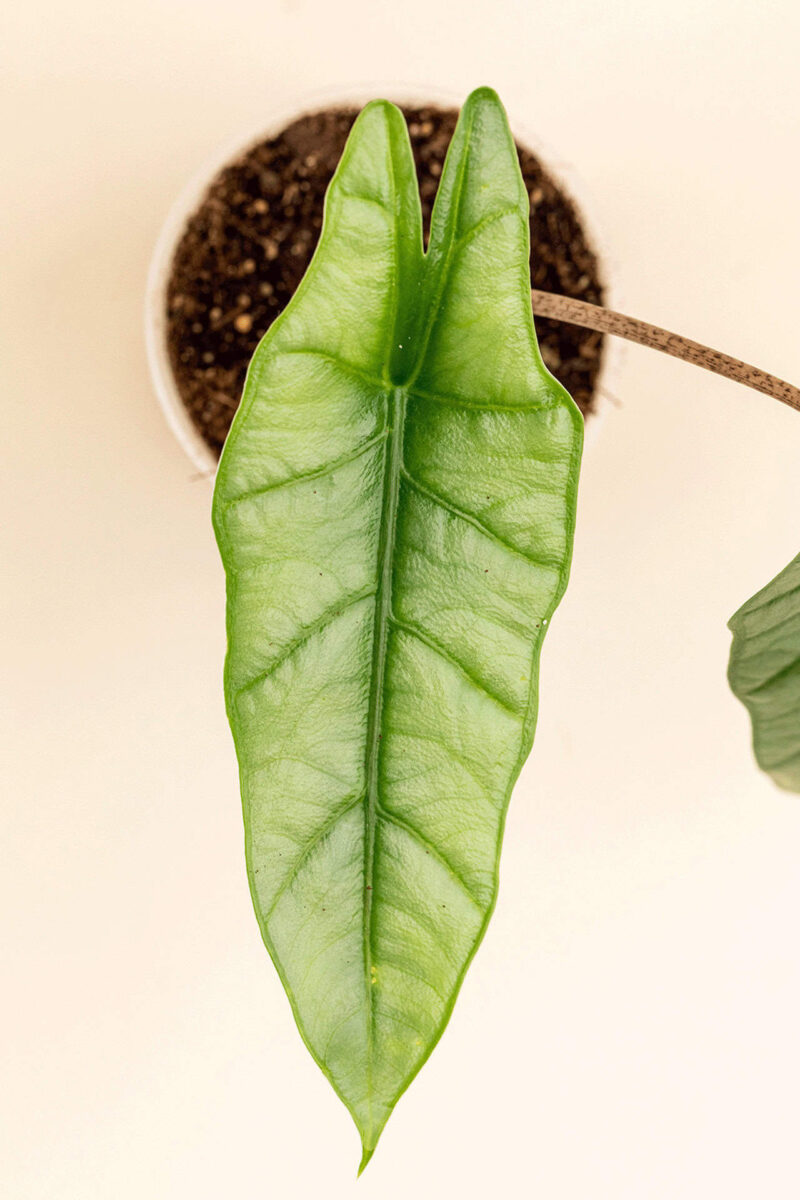 Détail de la feuille de l’Alocasia heterophylla 'Metallic Blue' en pot de 9 cm