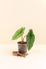 Alocasia heterophylla 'Metallic Blue' en pot de 9 cm vue de face