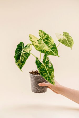 Alocasia micholitziana 'Frydek Variegata' en pot de 12 cm tenu dans une main