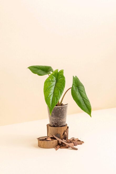 Alocasia scalprum en pot de 6 cm vue de côté