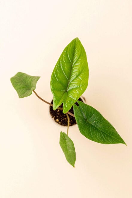 Détail de la feuille de Alocasia scalprum en pot de 6 cm