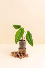 Alocasia scalprum en pot de 6 cm vue de face