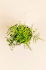 Détail de la feuille de Asparagus plumosus en pot de 6 cm