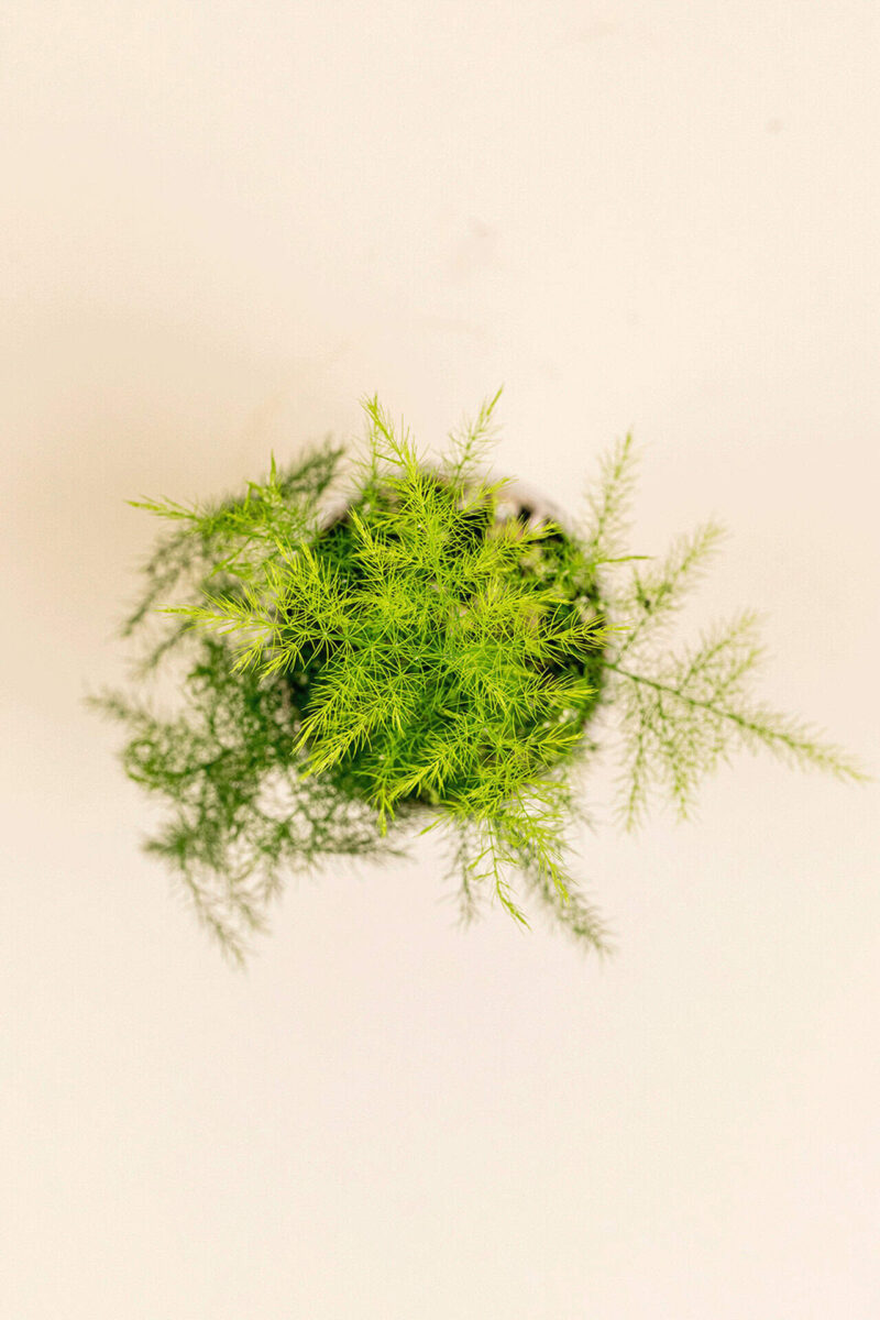 Détail de la feuille de Asparagus plumosus en pot de 6 cm