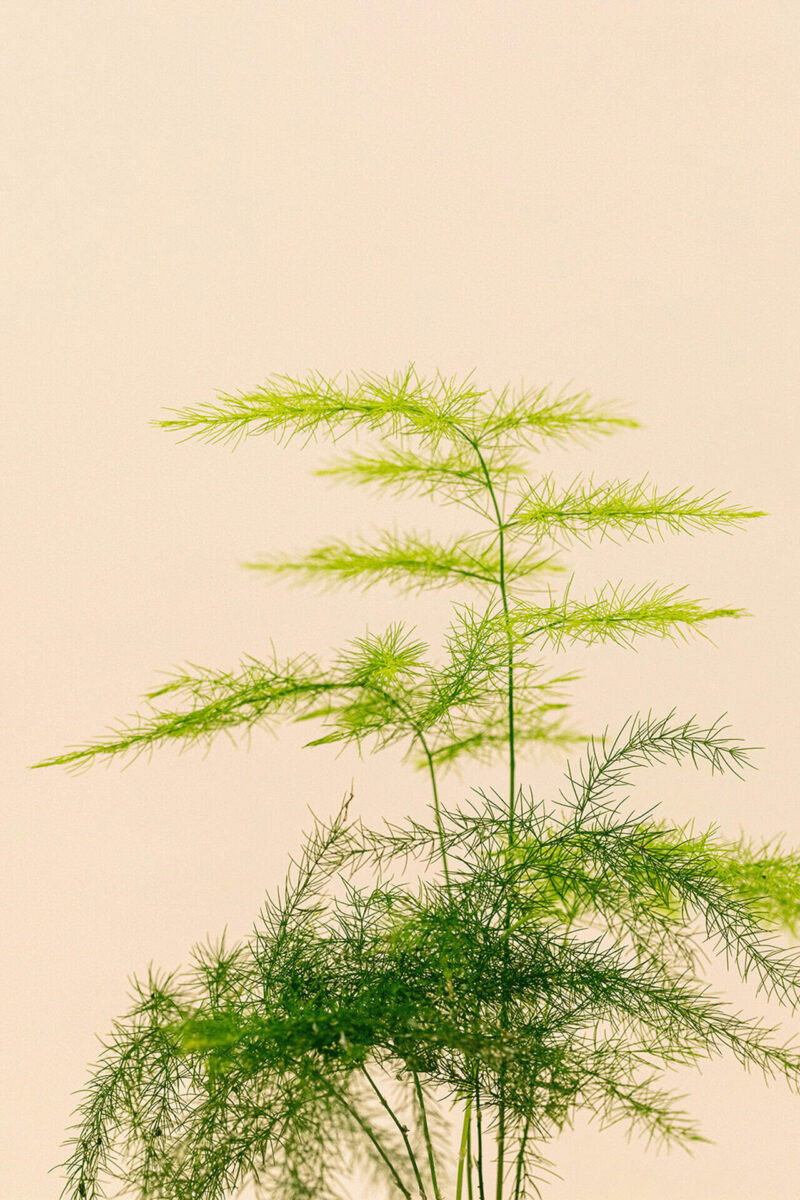 Zoom de l'Asparagus plumosus en pot de 6 cm