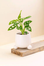 Cache-pot en céramique Bumby blanc de diamètre 9 cm avec une plante