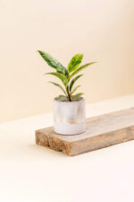 Cache-pot en céramique Délia beige de diamètre 6 cm avec une plante