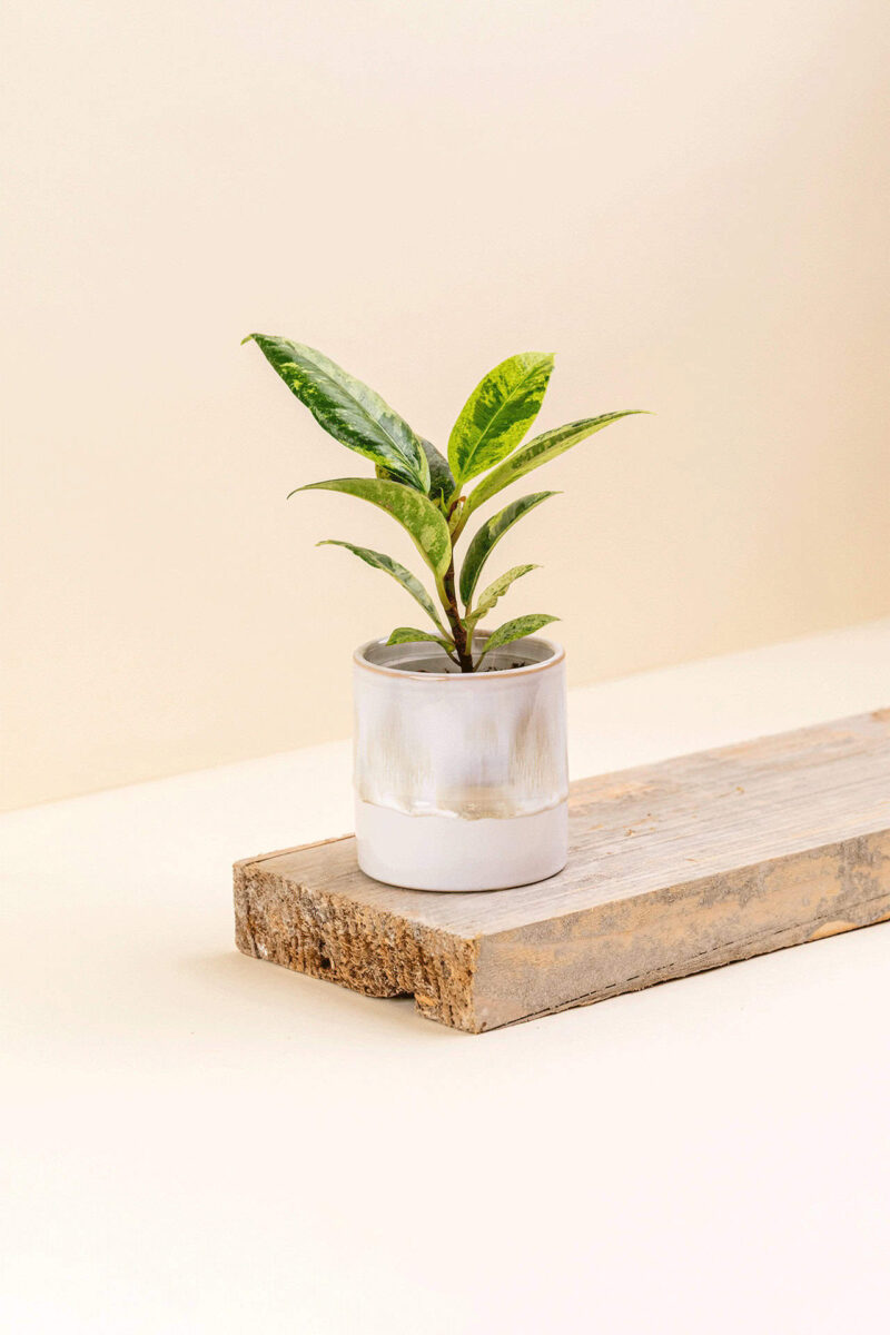 Cache-pot en céramique Délia beige de diamètre 6 cm avec une plante