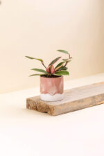 Cache-pot en céramique Délia rose de diamètre 6 cm avec une plante