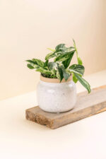 Cache-pot en céramique Mieli blanc de diamètre 9 cm avec une plante