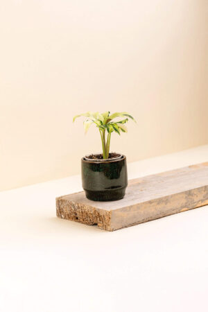 Cache-pot en céramique Orion vert de diamètre 6 cm avec une plante