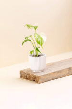 Cache-pot en céramique Pyla blanc de diamètre 6 cm avec une plante