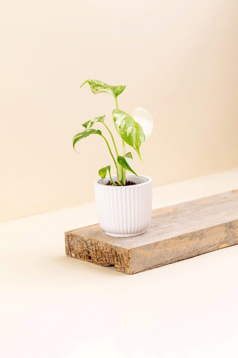 Cache-pot en céramique Pyla blanc de diamètre 6 cm avec une plante