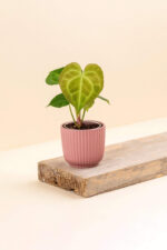 Cache-pot en céramique Pyla rose de diamètre 6 cm avec une plante
