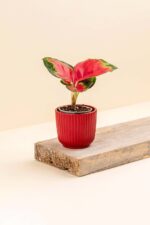Cache-pot en céramique Pyla rouge de diamètre 6 cm avec une plante