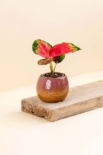 Cache-pot en céramique Stacy rose et ocre de diamètre 6 cm avec une plante