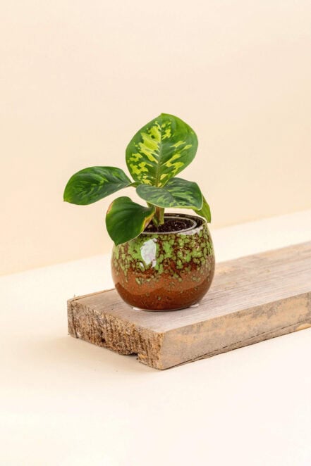 Cache-pot en céramique Stacy vert et marron de diamètre 6 cm avec une plante