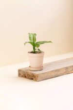 Cache-pot en céramique Stany beige de diamètre 6 cm avec une plante