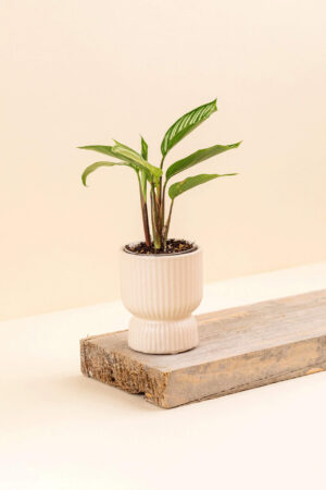Cache-pot en céramique Tania beige de diamètre 6 cm avec une plante