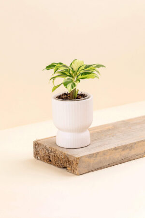 Cache-pot en céramique Tania blanc de diamètre 6 cm avec une plante