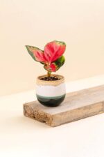 Cache-pot en céramique Wavy eduna de diamètre 6 cm avec une plante