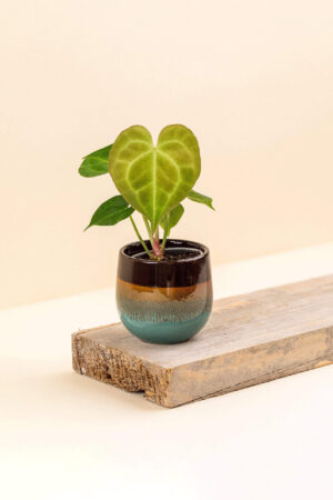 Cache-pot en céramique Wavy terracotta de diamètre 6 cm avec une plante