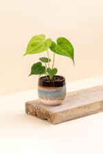 Cache-pot en céramique Wavy terratia de diamètre 6 cm avec une plante