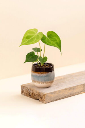 Cache-pot en céramique Wavy terratia de diamètre 6 cm avec une plante