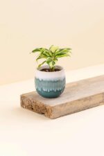 Cache-pot en céramique Wavy turquoise de diamètre 6 cm avec une plante