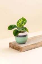 Cache-pot en céramique Wavy vert d’eau de diamètre 6 cm avec une plante