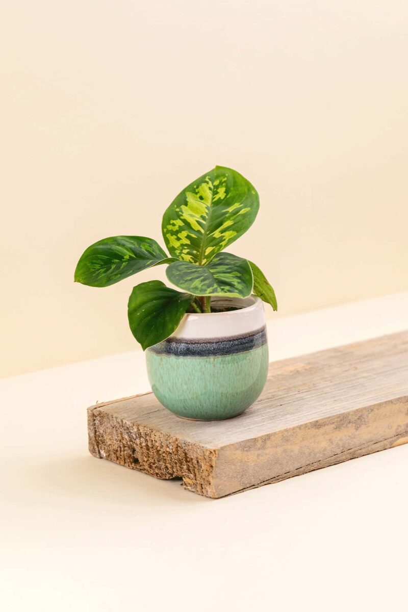 Cache-pot en céramique Wavy vert d’eau de diamètre 6 cm avec une plante