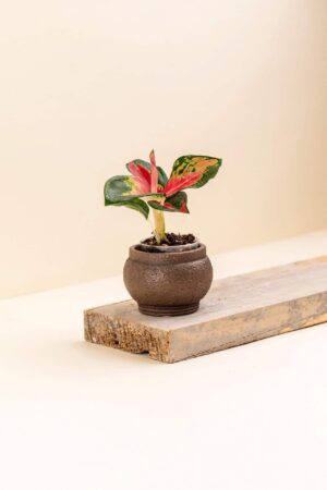 Cache-pot en ciment Hera marron de diamètre 6 cm avec une plante