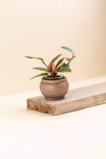 Cache-pot en ciment Hera rose de diamètre 6 cm avec une plante