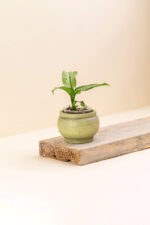 Cache-pot en ciment Héra vert de diamètre 6 cm avec une plant