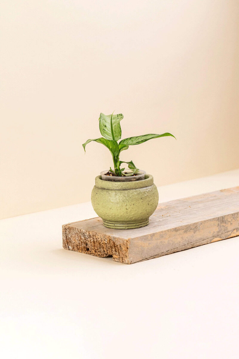 Cache-pot en ciment Héra vert de diamètre 6 cm avec une plant