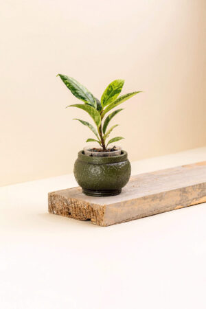 Cache-pot en ciment Héra vert foncé de diamètre 6 cm avec une plante