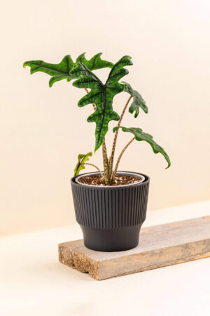 Cache-pot en plastique recyclé Mini ash anthracite de diamètre 13 cm avec une plante