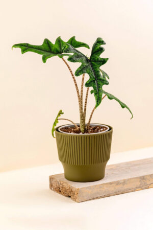 Cache-pot en plastique recyclé Mini clover vert kaki de diamètre 13 cm avec une plante